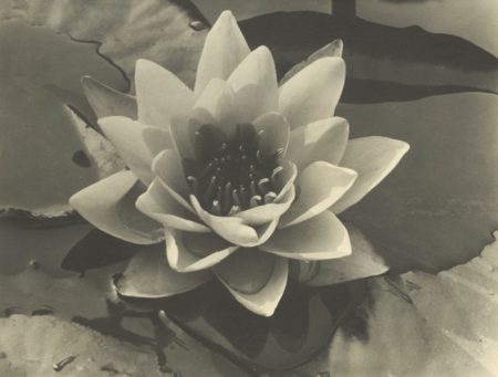 Waterlily-1932 Waterlily-1932