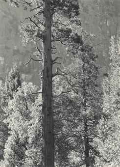 Cedar Tree, Cliffs, Yosemite Valley-1939 Cedar Tree, Cliffs, Yosemite Valley-1939