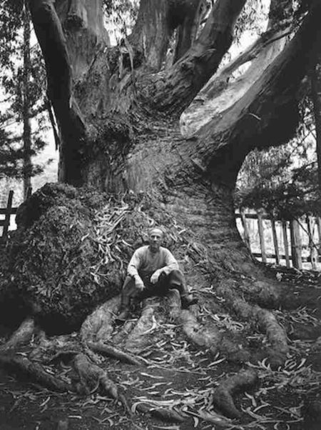 Edward Weston, Carmel Highlands-1945 Edward Weston, Carmel Highlands-1945