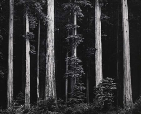 Redwoods Bull Creek Flat Northern California-1960 Redwoods Bull Creek Flat Northern California-1960