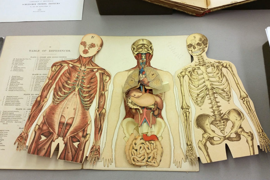 Ten Best Books on Animal and Human Anatomy for Artists | WideWalls