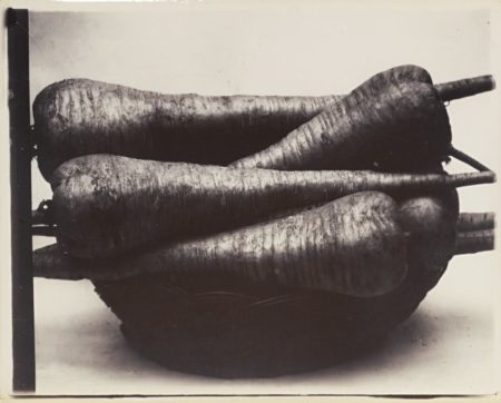 Parsnip Student-1900 Parsnip Student-1900