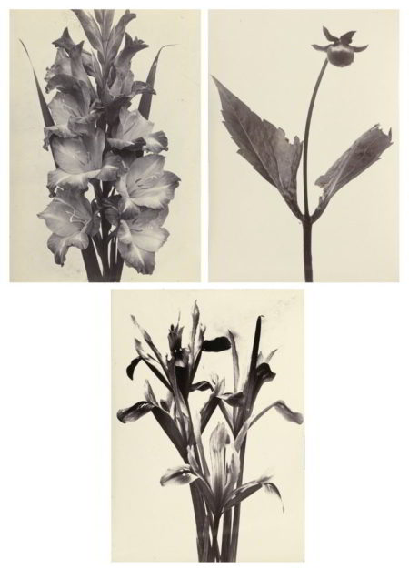 Selected Botanical Studies ('Gladiolus', 'Iris Reticulata', and 'A Dahlia Shoot After Disbudding')-1900 Selected Botanical Studies ('Gladiolus', 'Iris Reticulata', and 'A Dahlia Shoot After Disbudding')-1900