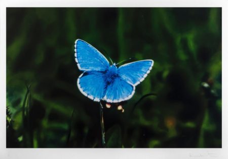 Adonis Blue Butterfly-2011 Adonis Blue Butterfly-2011