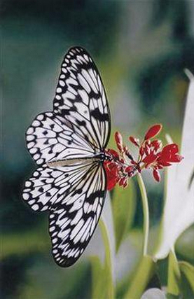 Paper Kite Butterfly on Oleander, Love Print-2011 Paper Kite Butterfly on Oleander, Love Print-2011