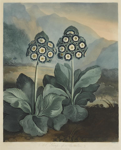 A Group of Auriculas by Sutherland pl. 9 (Second Plate) from The Temple of Flora-1807 A Group of Auriculas by Sutherland pl. 9 (Second Plate) from The Temple of Flora-1807