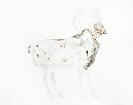 Mouflon-1970 Mouflon-1970