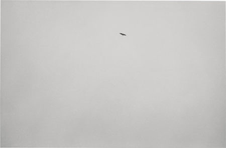 Untitled - The Bird Photograph-1994 Untitled - The Bird Photograph-1994