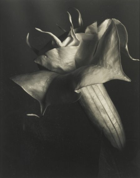 Datura (Brugmansia Candida)-1930 Datura (Brugmansia Candida)-1930