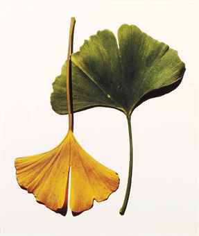 Gingko Leaves, New York-1990 Gingko Leaves, New York-1990