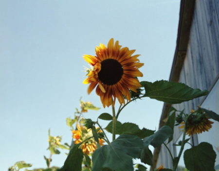 Sunflowers, Phillies Bridge Farm, New Paltz, NY-2002 Sunflowers, Phillies Bridge Farm, New Paltz, NY-2002
