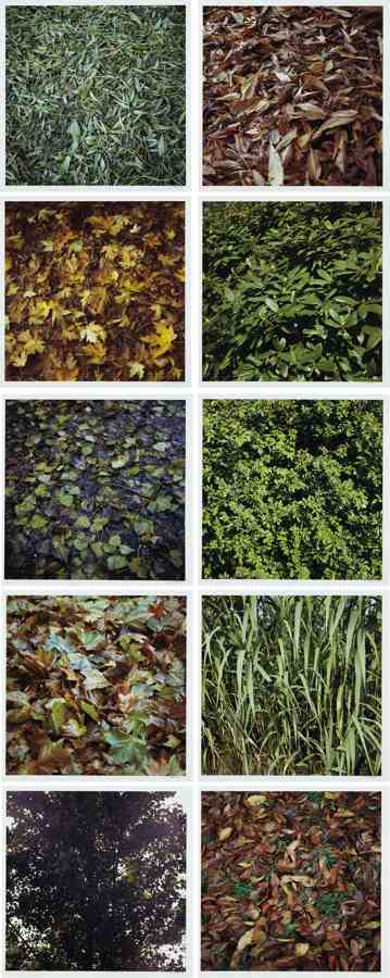 Leaves-2003 Leaves-2003