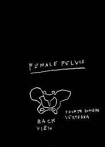 Anatomy (Female Pelvis, Back View)- Anatomy (Female Pelvis, Back View)-