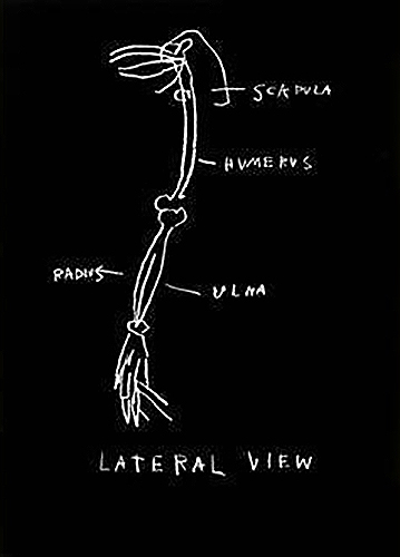 Anatomy (Lateral View)-1982 Anatomy (Lateral View)-1982