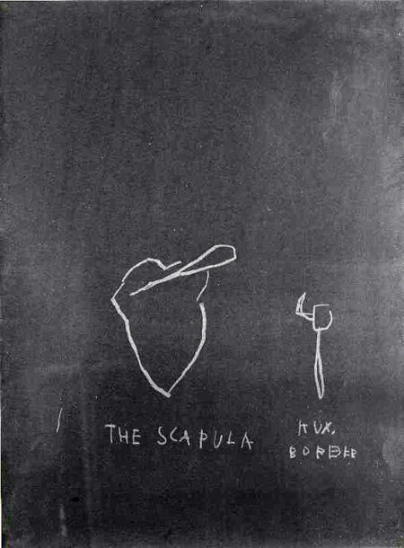 The Scapula (from Anatomy)-1982 The Scapula (from Anatomy)-1982