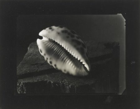 Still Life With Shell-1950 Still Life With Shell-1950