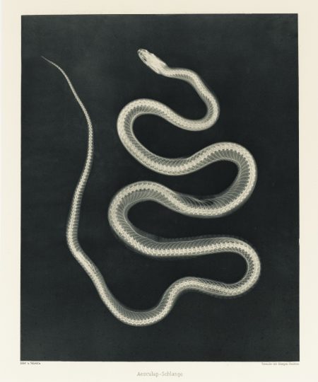 Versuche Uber Photographie Mittelst Der Rontgen Strahlen-1896 Versuche Uber Photographie Mittelst Der Rontgen Strahlen-1896