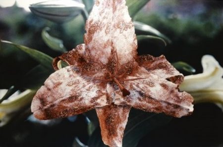 Infectious Flowers II (Zoster of Supravicular Dermatomes)-1997 Infectious Flowers II (Zoster of Supravicular Dermatomes)-1997