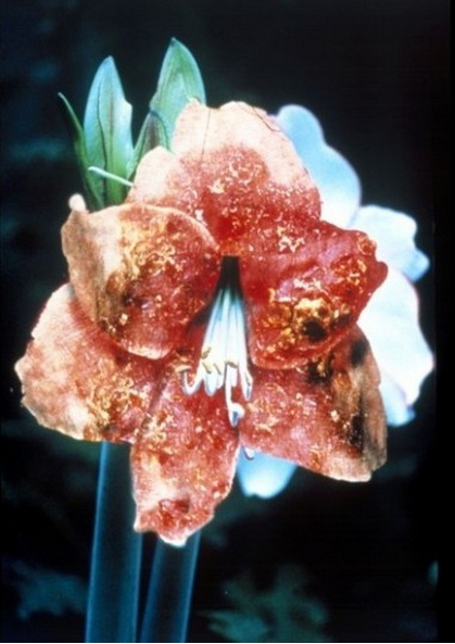 Infectious Flowers (Intra Epidermal Carcinoma)-1996 Infectious Flowers (Intra Epidermal Carcinoma)-1996