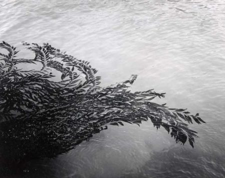 Floating Kelp, Point Lobos, California-1950 Floating Kelp, Point Lobos, California-1950
