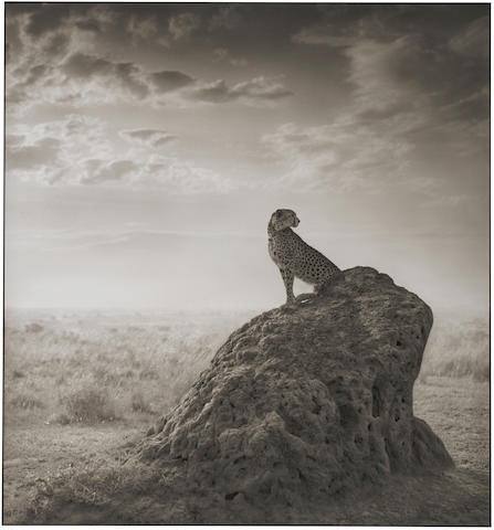 Cheetah on Termite Mound, Maasi Mara-2008 Cheetah on Termite Mound, Maasi Mara-2008
