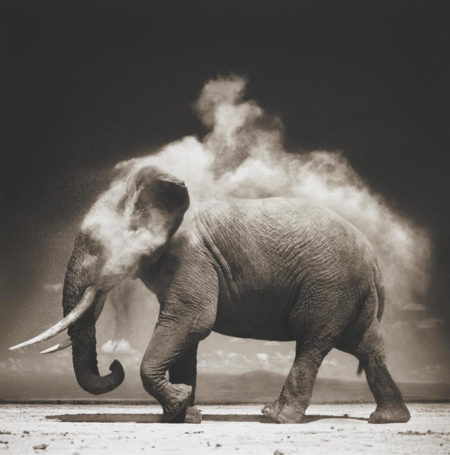 Elephant with Exploding Dust, Amboseli-2004 Elephant with Exploding Dust, Amboseli-2004