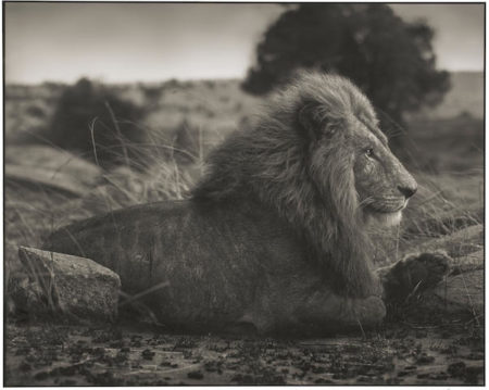 Lion on Burned Ground, Serengeti-2012 Lion on Burned Ground, Serengeti-2012