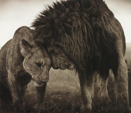Lions Head to Head, Maasai Mara-2008 Lions Head to Head, Maasai Mara-2008