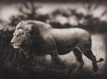 Windswept Lion, Serengeti-2002 Windswept Lion, Serengeti-2002