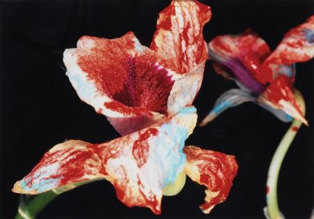 Painted Flower- Painted Flower-