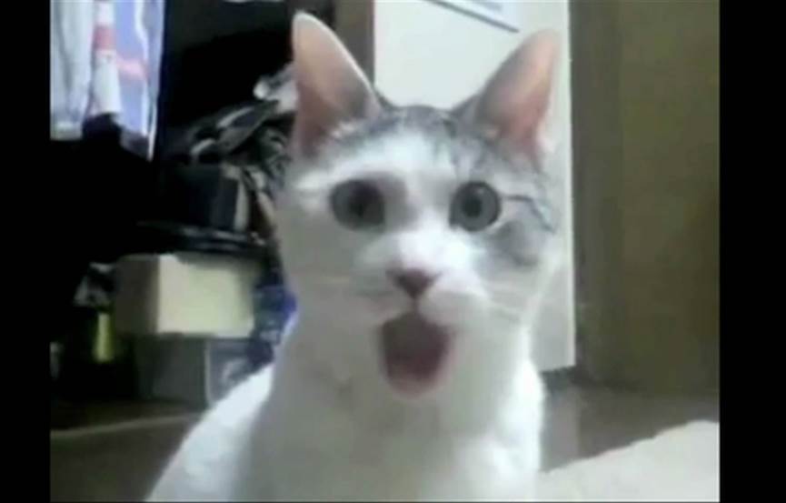 OMG-Cat-youtube-screenshot.jpg