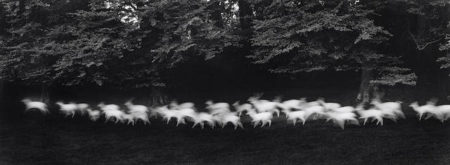 Running White Deer, Wicklow, Ireland-1967 Running White Deer, Wicklow, Ireland-1967
