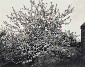 Apple Tree in Full Bloom, Maine-1946 Apple Tree in Full Bloom, Maine-1946