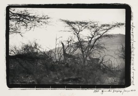Gerenuks Grazing Kenya N. F. D.-1960 Gerenuks Grazing Kenya N. F. D.-1960