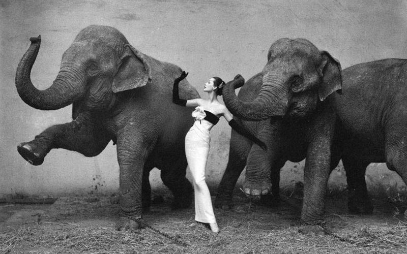 Dovima with Elephants, 1955