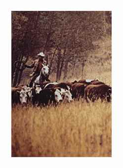 Untitled (Cowboy)-1988 Untitled (Cowboy)-1988