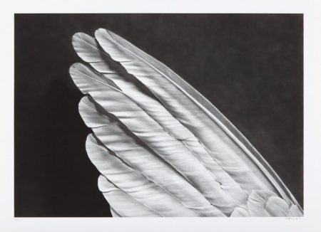 Angels Wing (small version)-2013 Angels Wing (small version)-2013