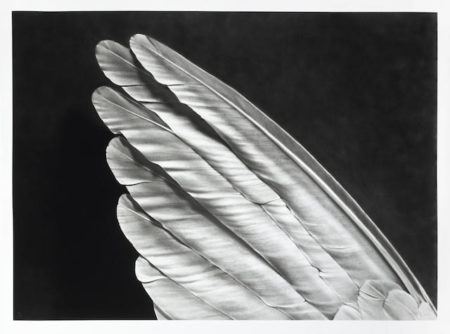 Untitled (Angel's Wing)-2014 Untitled (Angel's Wing)-2014