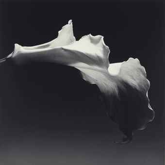 Calla Lily-1988 Calla Lily-1988