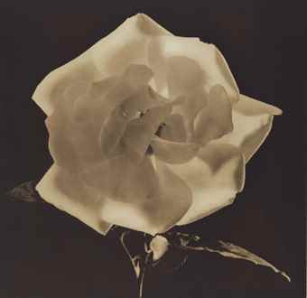 Dark Sepia Rose from Flowers-1988 Dark Sepia Rose from Flowers-1988