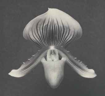 Orchid-1988 Orchid-1988
