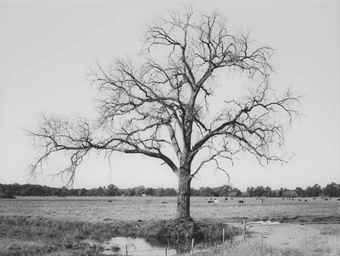 Oak Tree Red Bluff (2)-2000 Oak Tree Red Bluff (2)-2000