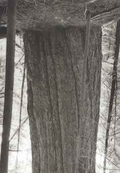 Old Growth Cedar (#2) Seymour Reservoir-2002 Old Growth Cedar (#2) Seymour Reservoir-2002