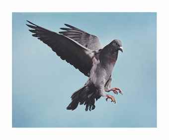 Pigeon-2002 Pigeon-2002