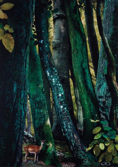 Ruud van Empel - Study in Green #9-2004 Ruud van Empel - Study in Green #9-2004