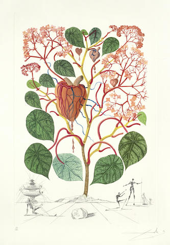 Begonia (Anacardium recordans), from Flordali (Flora Dalinae)-1968 Begonia (Anacardium recordans), from Flordali (Flora Dalinae)-1968
