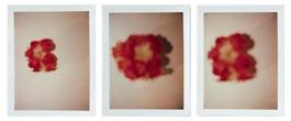 Andy Warhol, Set of Three Polaroid Photograph of Flowers