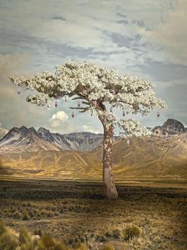 Wishing tree 1 (Soma)