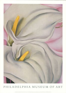 Two Cala Lilies on Pink