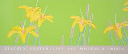 Day Lilies